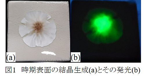 研究紹介_渡